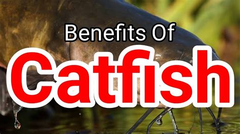 channel catfish health benefits